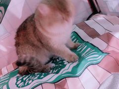 -1013 PET SHOP精品宠物商店(丁香店)