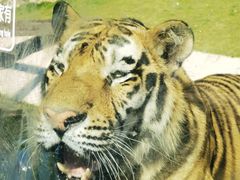 -西霞口神雕山野生动物世界