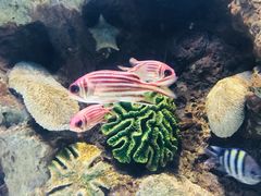 -苏州海洋馆