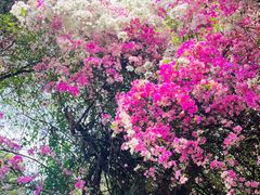 -深圳国际园林花卉博览园