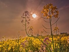 -三圣花乡旅游区