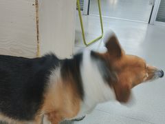 -美美宠物诊疗中心·异宠·骨科(滨江东信分院)