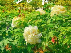 -曹州牡丹园