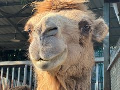 -泉州海丝野生动物世界