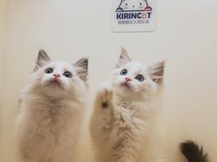 -十年猫舍·猫咪专门店(普陀店)