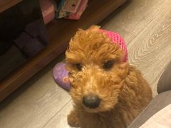 -翊宠yipet猫狗购宠庄园犬舍•猫舍