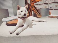 -柴务处·柴犬主题狗咖