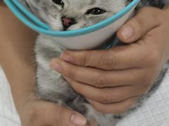-A猫a狗全科·犬猫异宠·芥西宠物医院(南开总院)