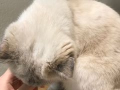 -藏猫猫咖啡主题馆(中央大道店)