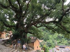 -杨家堂村