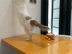 -猫色咖啡·猫咖
