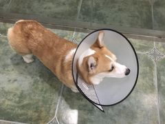 -伟伟宠物医院·CT影像中心·瑞派犬猫综合性门诊(汉口总院)