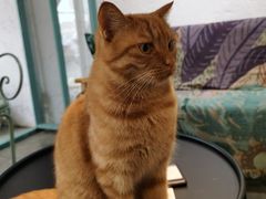 -喵屿·大理花园猫咖