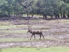 -北京麋鹿生态实验中心