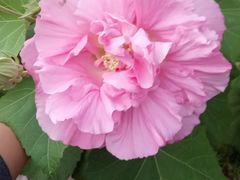 -宋记冕宁土菜馆(海门渔村二店)