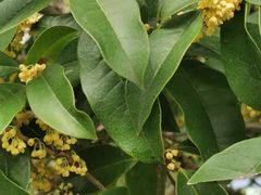 -翠花老菜饺子馆(七宝店)