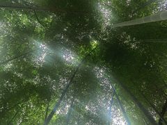 -铁山坪森林公园