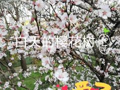 -新江湾城公园