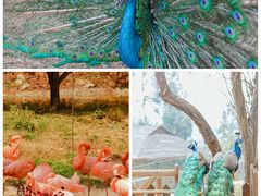 -云南野生动物园