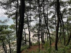 -铁山坪森林公园