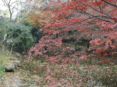 -秋霞圃