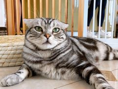 -Catmate·猫肥家润(金润铂宫店)