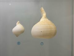 -青岛贝壳博物馆