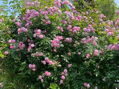 -四里河滨水生态公园