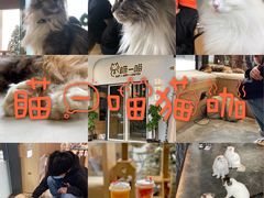-瞄一喵猫咖(格力海岸店)