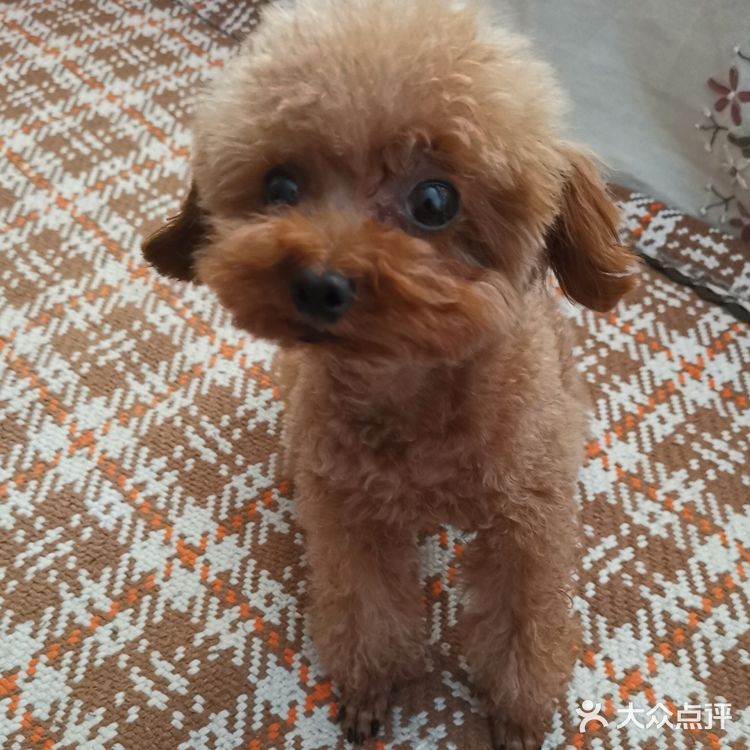 撒欢儿宠物乐园