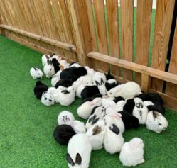 -萌宠亲子动物乐园(槐房万达店)