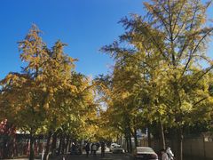 -三里屯东五街银杏大道