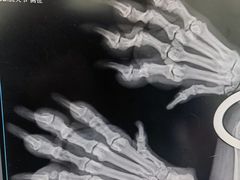 -爱侣·安琦尔宠物医院·中兽医针灸·心内科·狂犬免疫点(宝山区院)