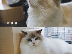 -瞄一喵猫咖(格力海岸店)