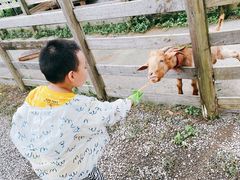 -前小桔亲子创意农场·草莓采摘·露营烧烤