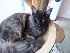 -喵屿·大理花园猫咖