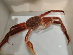 -蟹后Crabber(水悦城店)