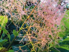 -墨尔本皇家植物园