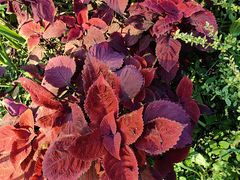 -上海共青森林公园