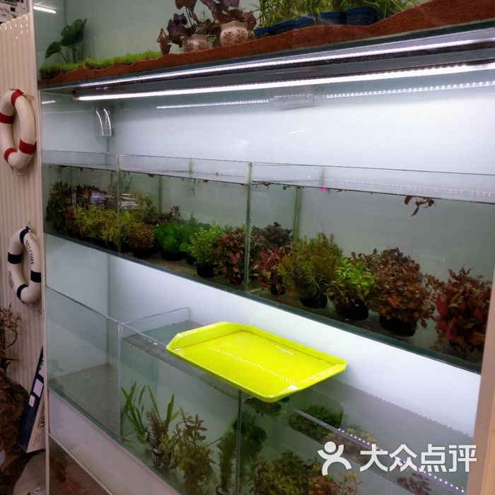 艾喜力观赏鱼水族馆