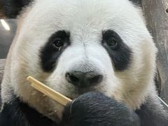 -栾川竹海野生动物园