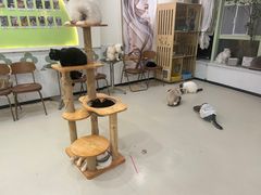 -共舞时光猫咖·狗咖(新街口店)