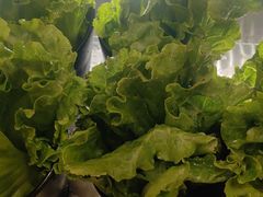 -九田家黑牛烤肉料理(衡百国际店)