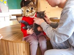 -飞行喵MR PILOT|猫舍·猫咖(静安大融城店)