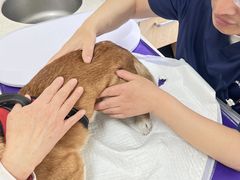 -美联众合动物医院·24h京西诊疗中心