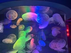 -太平洋海底世界