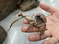 -上海大自然野生昆虫馆(东方明珠·爬宠昆虫探索中心)