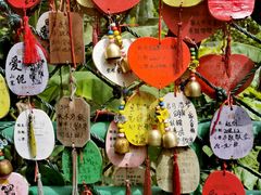 -西双版纳原始森林公园