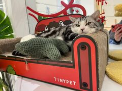 -COLOR PETS 撸猫馆·购猫·猫咖(长风大悦城店)