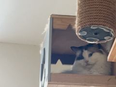 -藏猫猫咖啡主题馆(中央大道店)